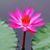 Cricket Caires-Peterson's profile image
