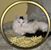 Jackie Donnelly Broersma's profile image