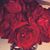 Camilla Paulino's profile image