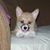 Sue Avera's profile image