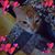 Elisa Ecklund McLeod's profile image