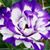 Rebecca McCune's profile image