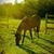 Heidi Lindblad's profile image
