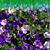 Michele Hellman Esperum's profile image