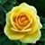 Susan Trainer's profile image