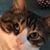 Rose Mariano's profile image