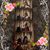 Leslie Allison Fast's profile image