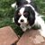 David Garson's profile image