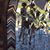 Diane Vaughn's profile image