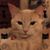 Shannon Wallis's profile image