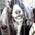 Donnalee Doll Pontius's profile image