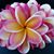 Nida Kirk's profile image