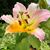 Jo Pierson's profile image