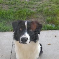 Debra Torres's profile image