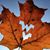 Brenda Buckley's profile image