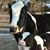 Dawn Biniasz Hastings's profile image