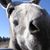 Linda Roeske's profile image