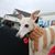 Judith Howells's profile image
