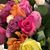 Beverly Russell's profile image