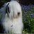 Sandi Kirkwood's profile image