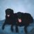 Mano Storney's profile image