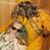 Tracy Robinson Rossi's profile image