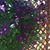 Nancy Nichols Piccolo's profile image