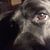 Julie Farr Karet's profile image