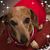 Susan Tussey's profile image