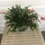 Darlene Wardhammar's profile image