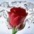 Patti Leight's profile image