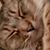 Margene Looney's profile image
