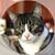 Jason Mitch Wrangler Gray's profile image