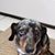 Opal Havisham's profile image