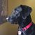 Susan Davidson-Niepoth's profile image