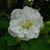 Mary Roberts Easterling's profile image