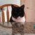 Gail Locke's profile image