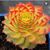 Joyce Haag's profile image