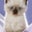 Karen Brown's profile image