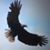 Scott Appleby's profile image