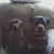Kelly Heilman Peterson's profile image