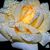 Consuelo James's profile image