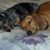 Donia Luis's profile image