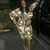 Tenisha Mitchell's profile image