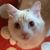 Barbara Lewis's profile image