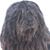 Rebecca Brenon Carden's profile image