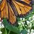 Sue Clyde's profile image