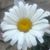 Nicole Ferlisi Firth's profile image