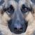 Bobby Pidgeon's profile image