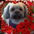 Steven Cracchiolo's profile image